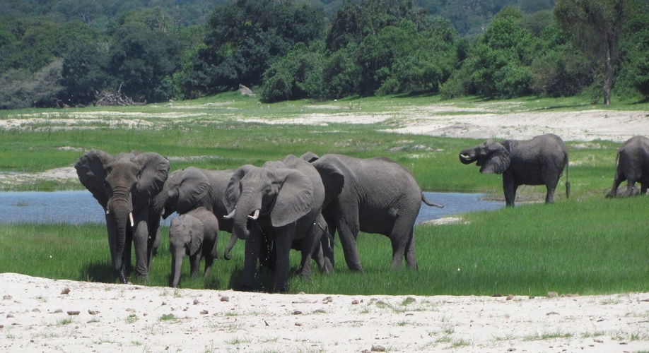 Come and experience the huge numbers of elephant from our boats on the Chobe river